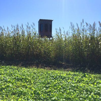 Image showing  Borderline Food Plot Mix, 5 lb.
