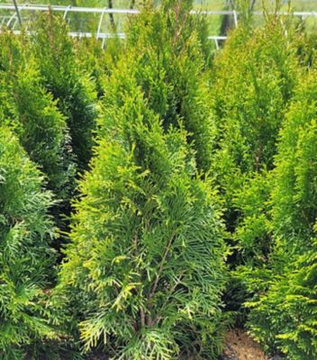 7 gal. Emerald Green Arborvitae