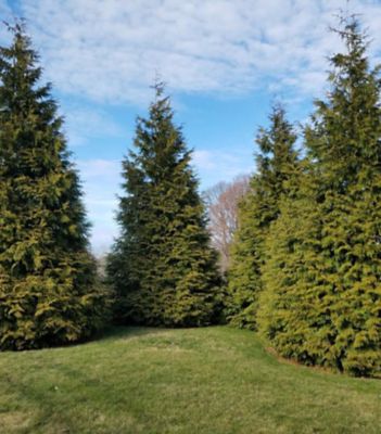 7 gal. Green Giant Arborvitae