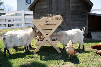 Image showing  50 lb. 39 in. Livestock Feeder