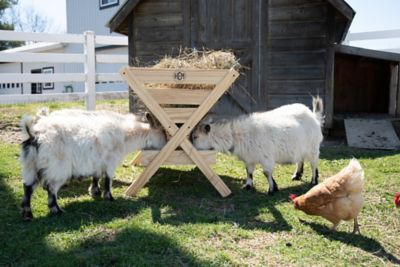 Image showing  50 lb. 39 in. Livestock Feeder