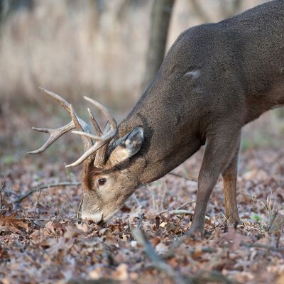 Image showing  25 lb. Trophy Image Deer/Elk Mineral