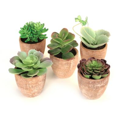 Melrose International Assorted Succulent in Distressed Cement Pot (Set of 5)