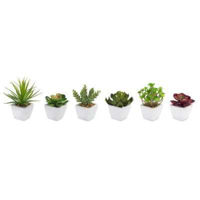 Melrose International 7 in. Assorted Succulent in Traditional White Pot (Set of 6)