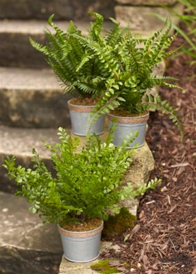 Melrose International 14.5 in. Assorted Fern Plant Set in Tin Pot with Jute Accent, 3 pc.