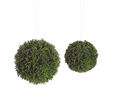 Image showing  Boxwood Sedum Orb (Set of 8)
