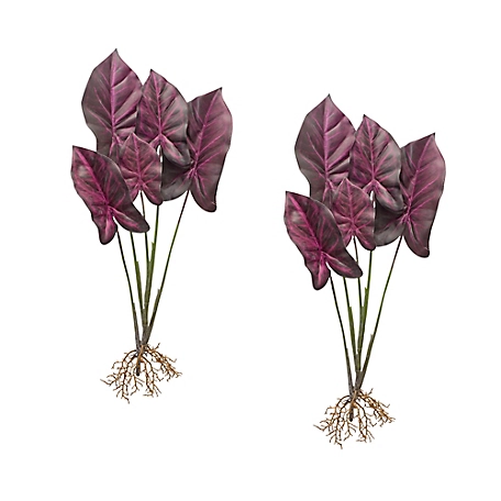 Melrose International 22.25 in. Burgundy Caladium Plant Set with Roots Accent, 2 pc.