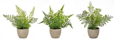 Melrose International 9 in. Assorted Fern Plant in Grey Pot (Set of 3)