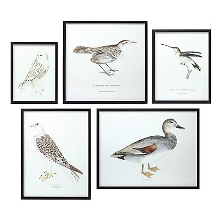 Melrose International Wood Framed Encyclopedia Bird Print (Set of 5)