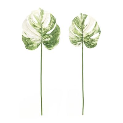 Image showing  Light Varigated Philo Leaf Stem (Set of 12)