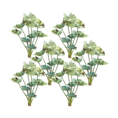 Melrose International Varigated Caladium Foliage Bush (Set of 6), green