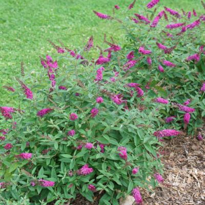 Proven Winners 2 gal. Lo and Behold Ruby Chip Buddleia Plant