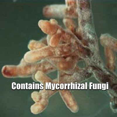 Image showing  25 lb. 2,500 sq. ft. Healthy Start Advanced 3-4-3 Natural Granular Fertilizer with Mycorrhizal Fungi