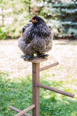 Image showing  Play-N-Roost Double Perch Brown Wood