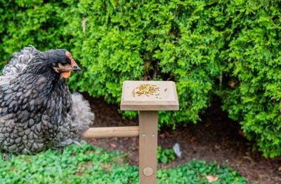 Image showing  Play-N-Roost Double Perch Brown Wood