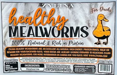 Image showing  Healthy Mealworms For Ducks