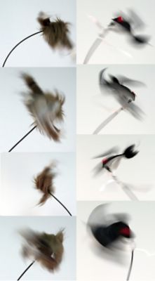 Image showing  PD200 Universal Predator Decoy