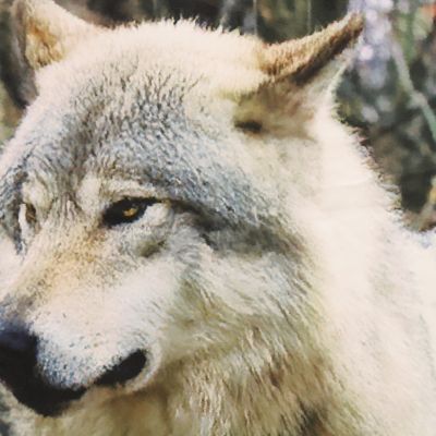 Image showing  Photo Real Pole Top Curtain Panel Pair