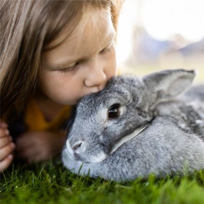 Image showing 5 th Standlee PremiYum Western Timothy Hay Small Animal Treat, 20 lb. Box