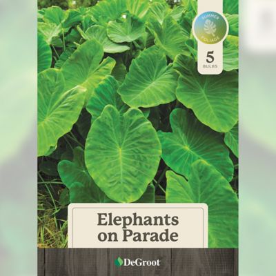 Image showing  Elephants on Parade Plant Bulbs, 5 pk.