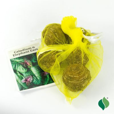 Image showing  Elephants on Parade Plant Bulbs, 5 pk.