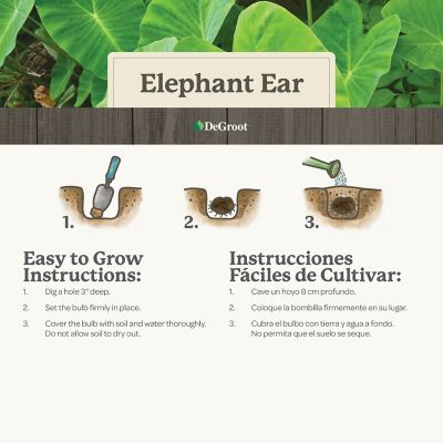 Image showing 5 th DeGroot Elephants on Parade Plant Bulbs, 5 pk.
