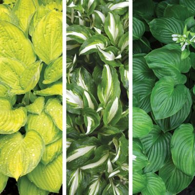 DeGroot Wholelotta Hosta