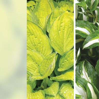 Image showing 1 th DeGroot WholeLotta Hosta Plant Mix, 3 pk.
