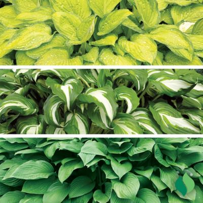 Image showing 2 th DeGroot WholeLotta Hosta Plant Mix, 3 pk.