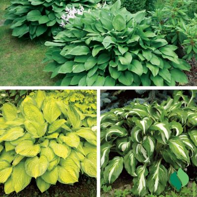 Image showing 3 th DeGroot WholeLotta Hosta Plant Mix, 3 pk.