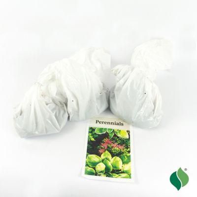 Image showing 4 th DeGroot WholeLotta Hosta Plant Mix, 3 pk.