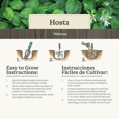 Image showing 5 th DeGroot WholeLotta Hosta Plant Mix, 3 pk.