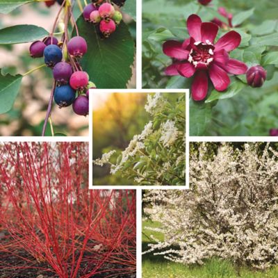 DeGroot Multicolor Birds and Wildlife Galore Plant Mix, 5 pc.