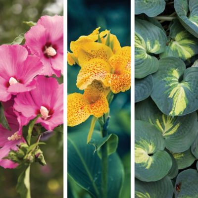 DeGroot Touch of Tropics Plant Set