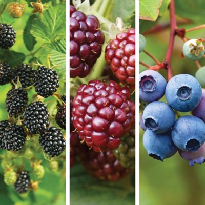 DeGroot Pie Flight Plant Mix