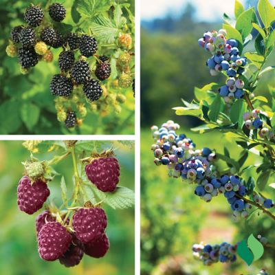 Image showing  Pie Flight Plant Mix