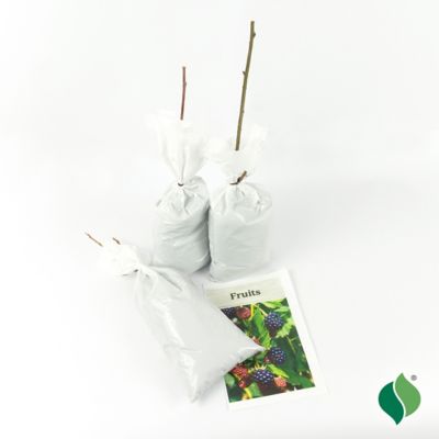 Image showing  Pie Flight Plant Mix
