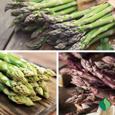 Image showing  Asparagus Sampler