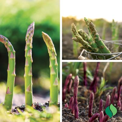 Image showing  Asparagus Sampler