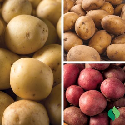Image showing  Bushel of Potatoes