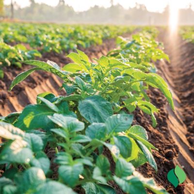 Image showing  Bushel of Potatoes