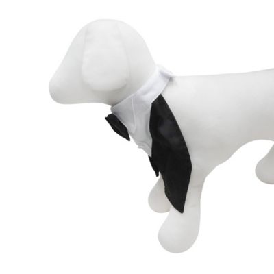 Image showing  Classic Tuxedo Collar