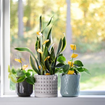 Image showing  Houseplant Sticky Stakes