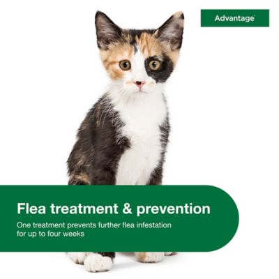 Image showing  Topical Flea Prevention for Small Cats 2-9 lb., 2-Month Supply, 2 ct.