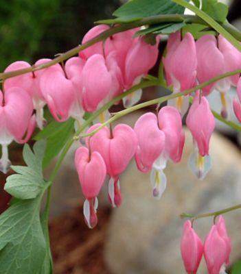 1 gal. Bleeding Heart
