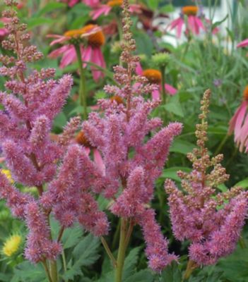 1 gal. Astilbe Visions