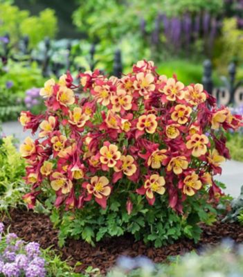 1 gal. Aquilegia, Red/Yellow