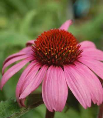 1 gal. Echinacea Magnus