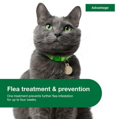 Image showing  Topical Flea Prevention for Large Cats 9 lb. and Up, 2-Month Supply, 2 ct.