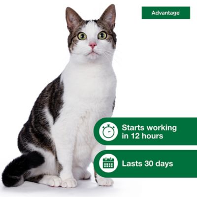 Image showing 5 th Advantage Topical Flea Prevention for Large Cats 9 lb. and Up, 2-Month Supply, 2 ct.